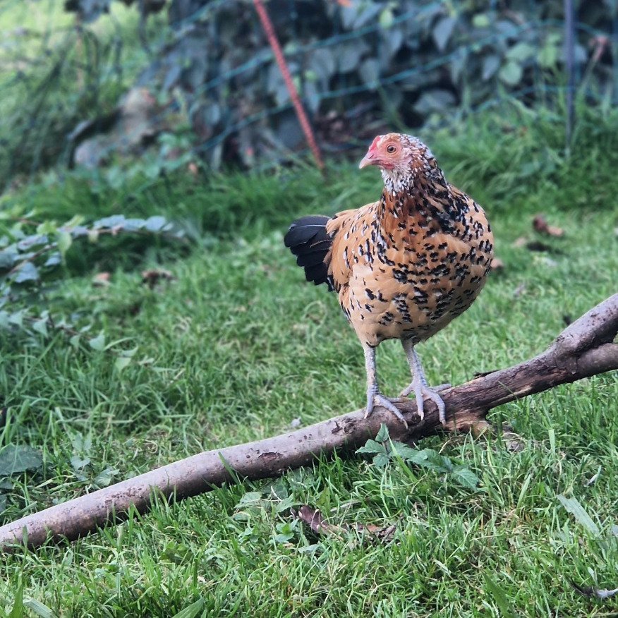 Hühnerhaltung im Garten