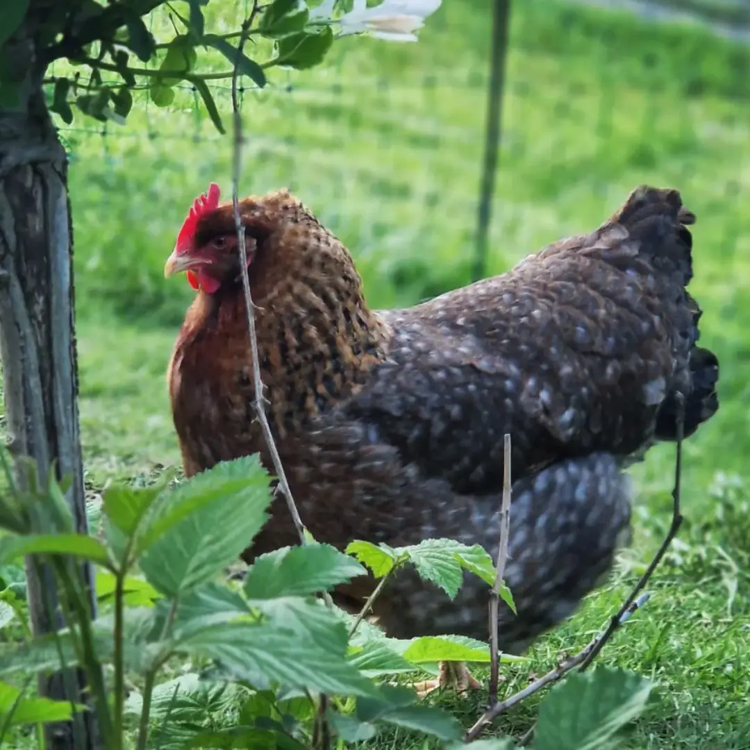 bielefelder rasseportrait