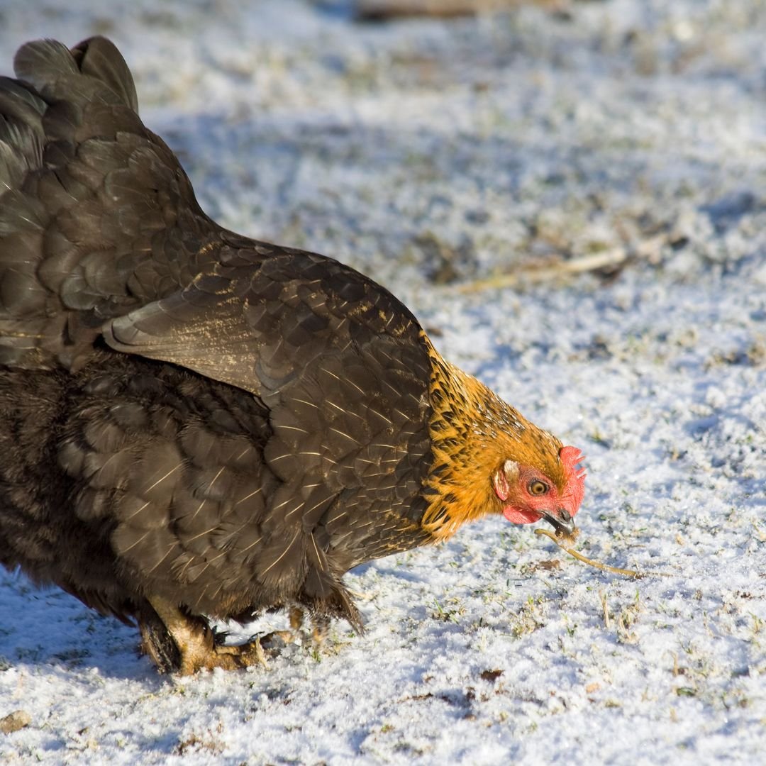 Hühnerfutter für die kalte Jahreszeit