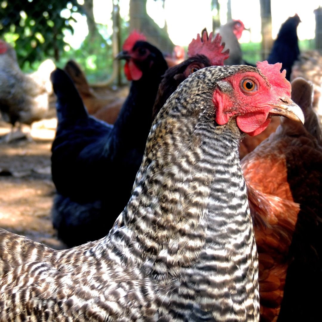 So vergrößerst du deine Hühnerschar sicher und stressfrei