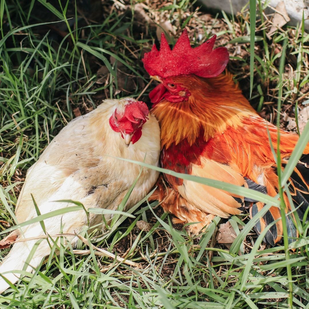 Tierhypnose