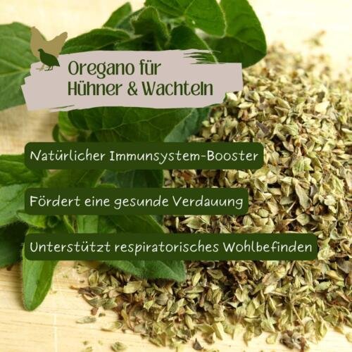 oregano