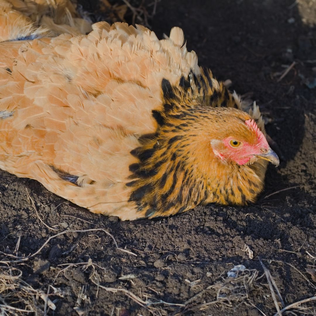 tonische immobilität bei hühnern