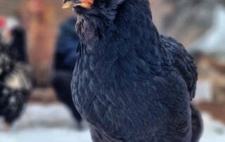 Araucana