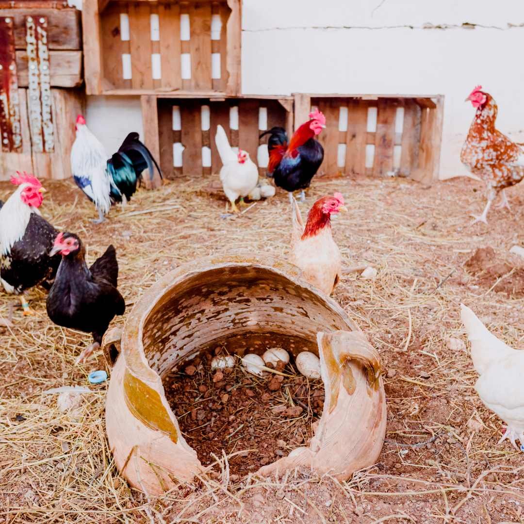 frühjahrsputz im Hühnerstall
