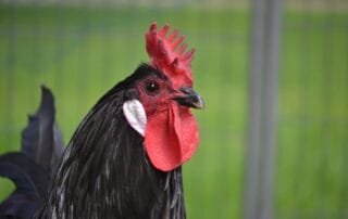 Augsburger Huhn