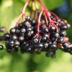holunderbeeren holunderbeeren