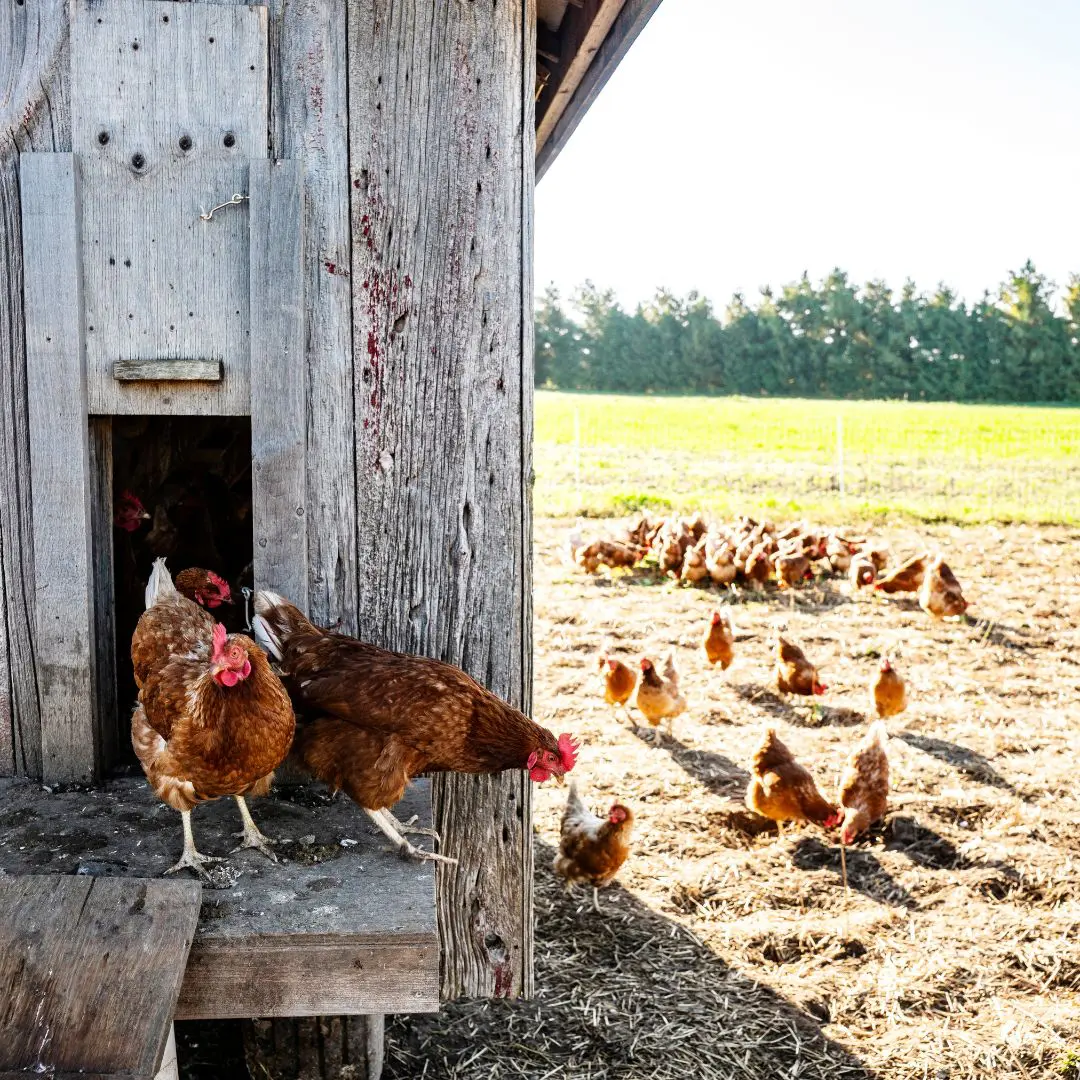 kokzidien beim huhn