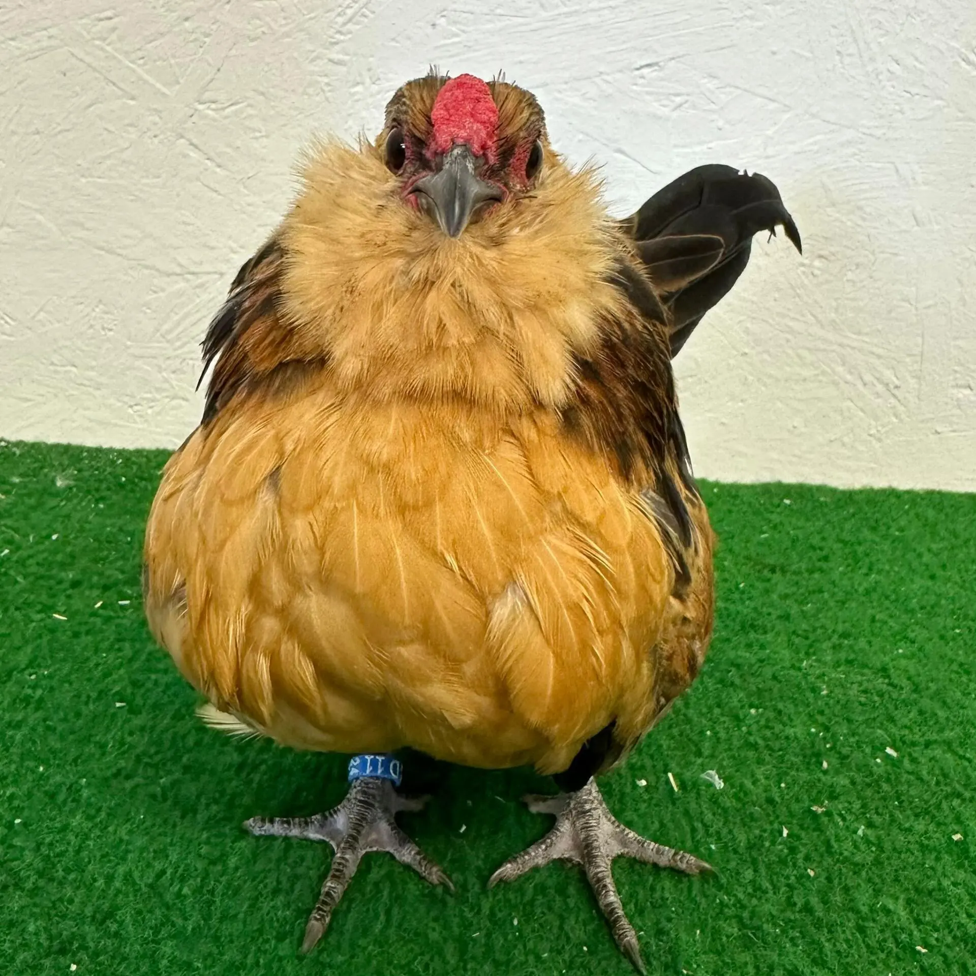 Schräghaltung Schwanzfedern Huhn