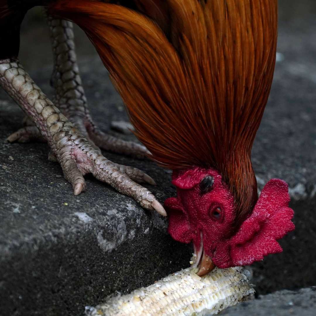 kropfverstopfung beim huhn erkennen