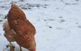 So schützt du deine Hühner vor Kälte – Tipps für eine sichere und warme Winterhaltung