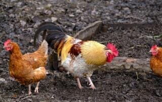 durchfall bei hühnern