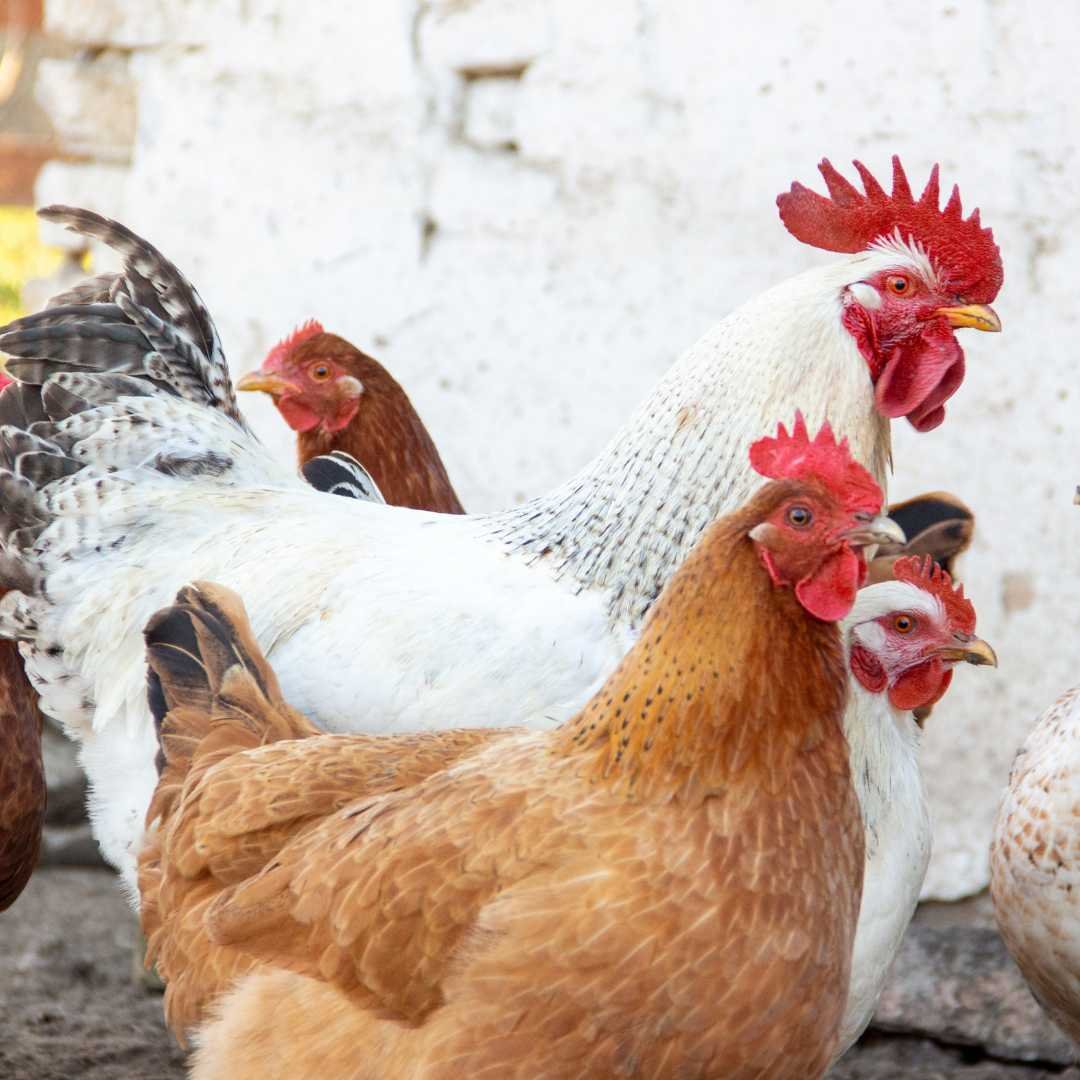 wie das huhn nach europa kam