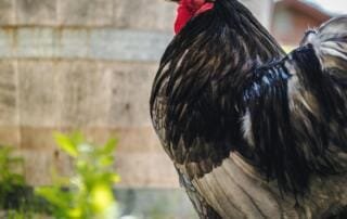 So findest du den richtigen Züchter für deine Wunsch-Rasse