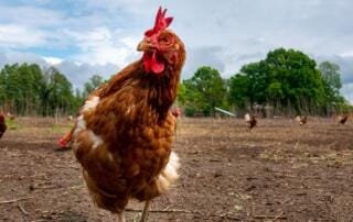 Hybridhühner: Warum sie keine gute Wahl für die Hobbyhaltung sind