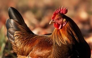 krähende hennen