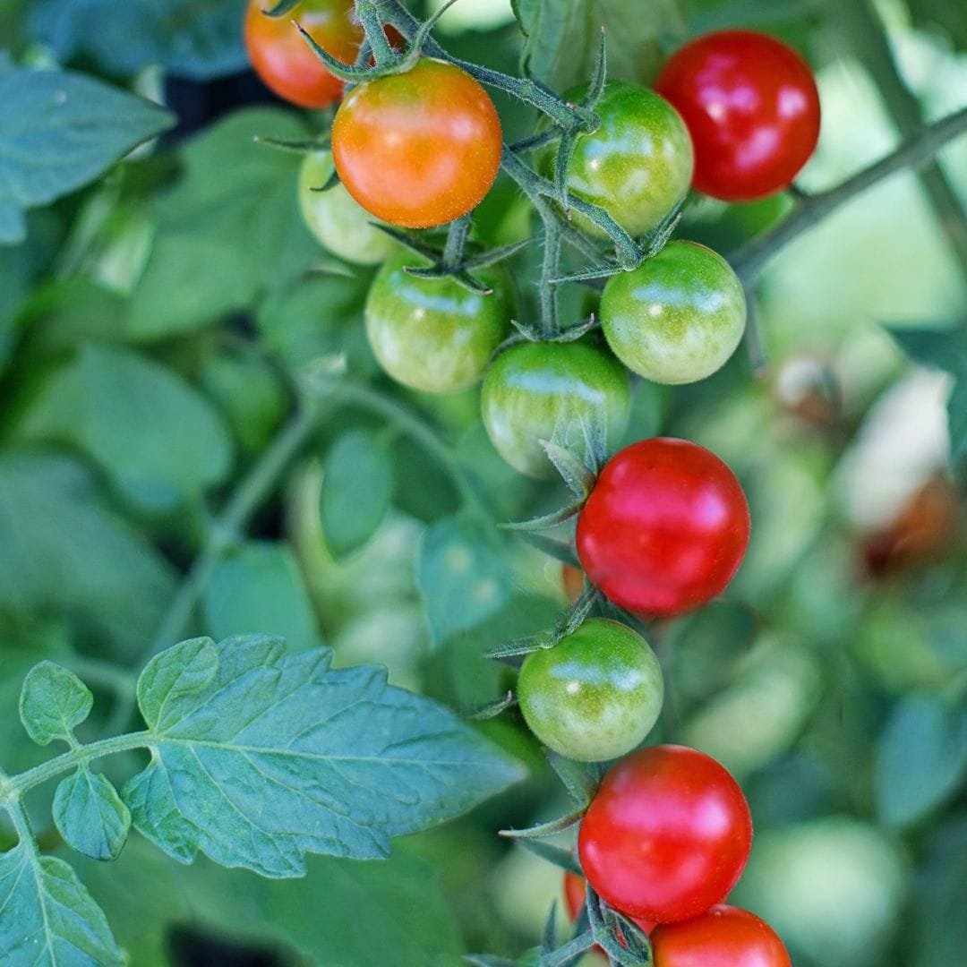 tomaten für hühner