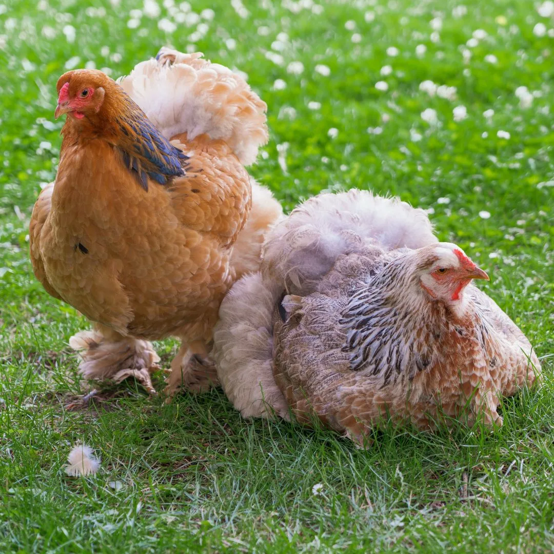 Pflanzen, die du besser nicht in deinen Hhnerauslauf setzt - Ein  praktischer Ratgeber
